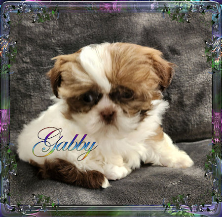 Tiny little female chinese imperial shih tzu puppies for sale teacup